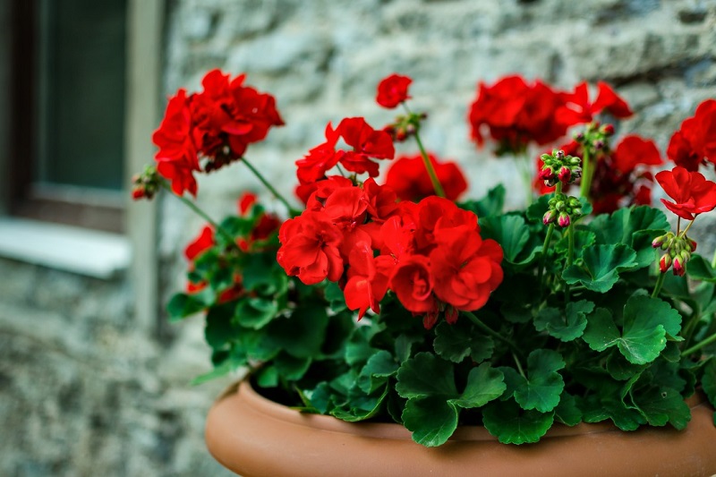 pelargonia w doniczce